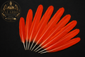 Plumas de Loro Gris Africano